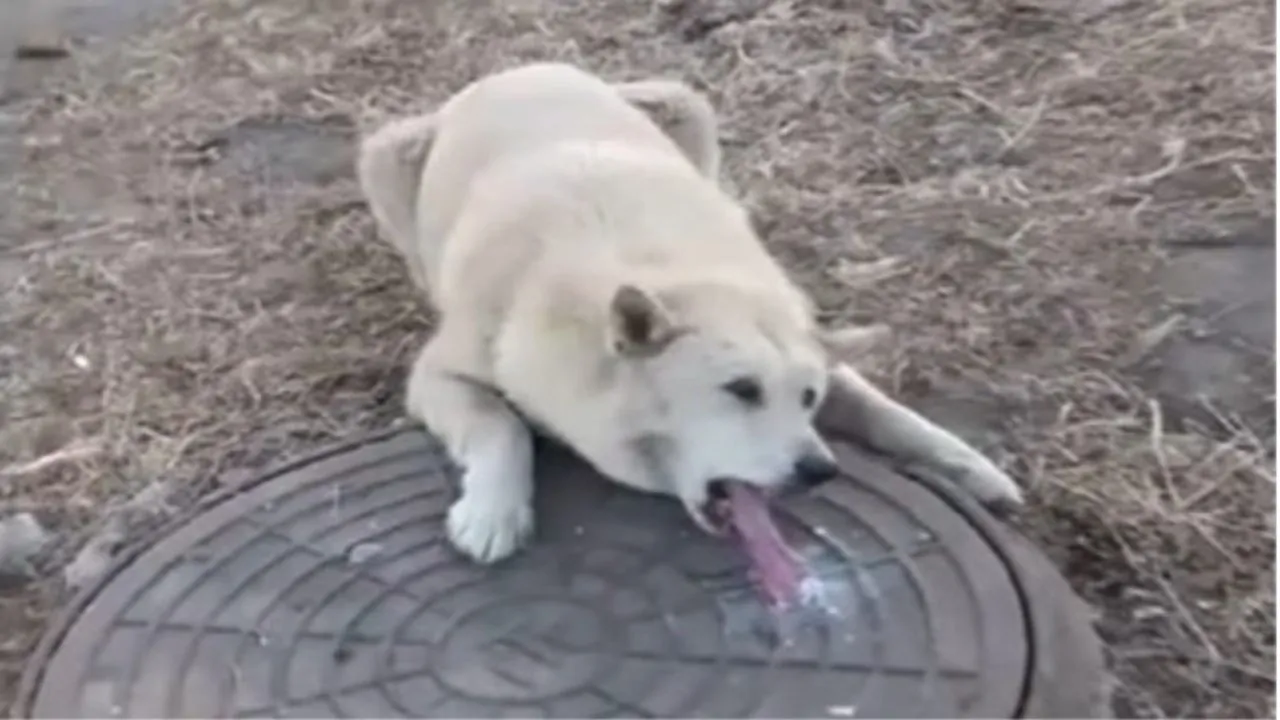 Temperature rigidissime, cagnolino trovato con la lingua attaccata al tombino, salvato per miracolo