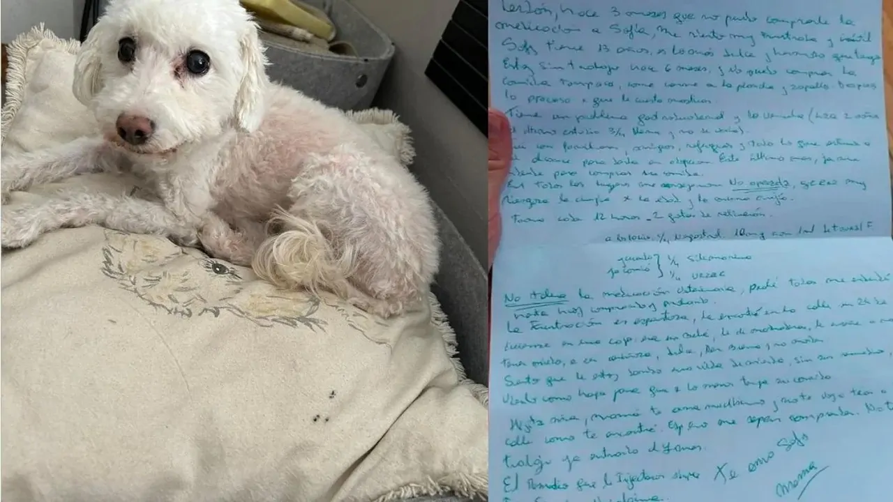 Abbandona il suo cane con una lettera, quando i volontari leggono quella lettera si commuovono