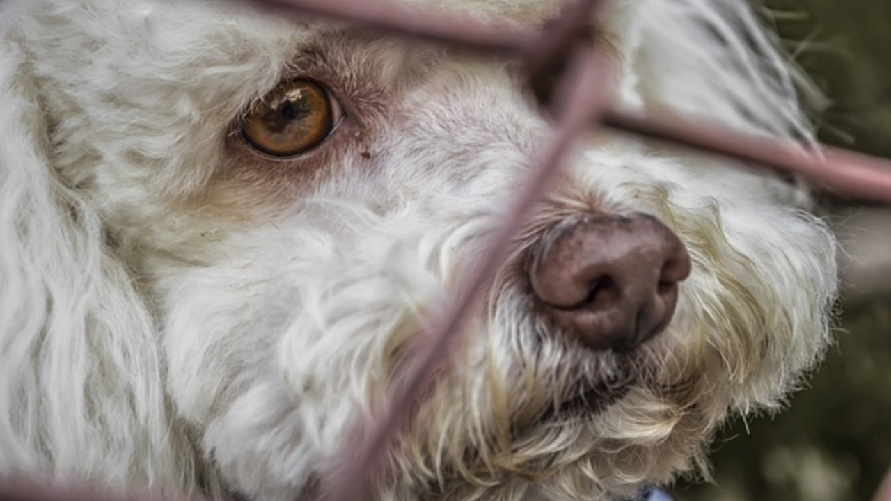 Le lacrime di Biscoito, un cane anziano abbandonato in un canile per essere sostituito con uno più giovane  