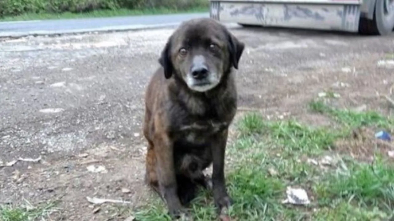 Uno sguardo triste di un cagnolino maltrattato e abbandonato ha cambiato per sempre la vita di una donna