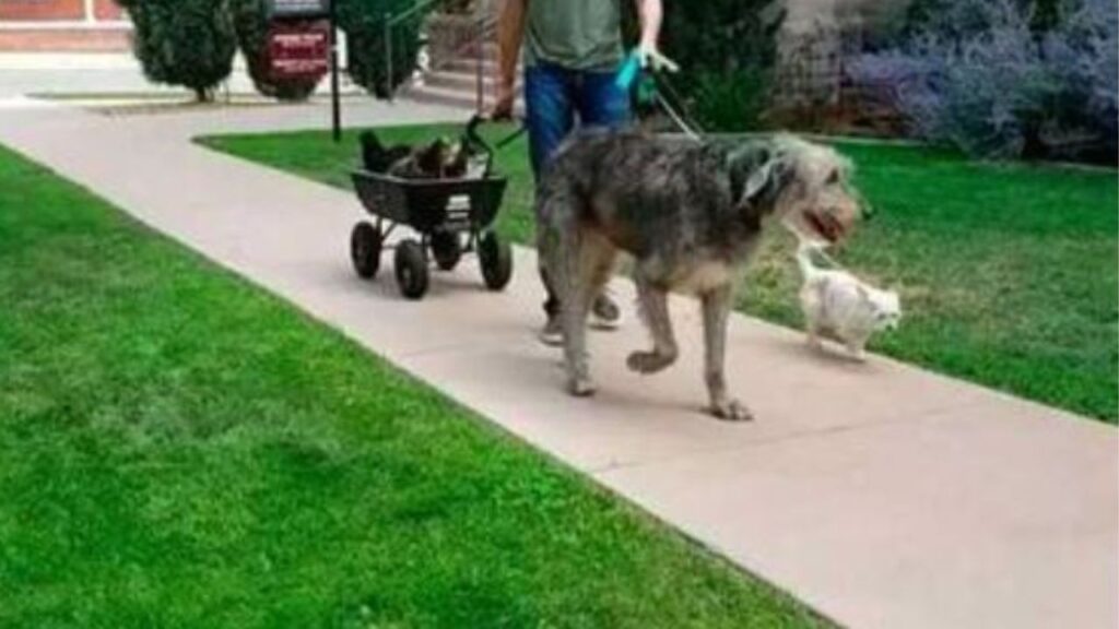 Il suo amico a quattro zampe vola sul ponte arcobaleno, decide di salvare quanti più cani anziani possibile