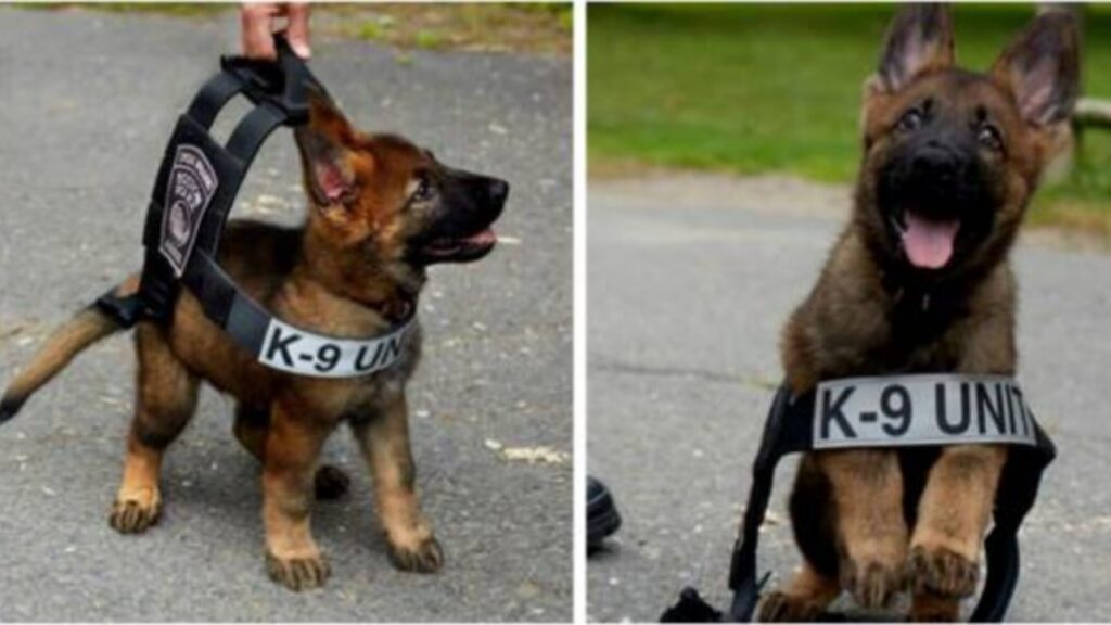 Impossibile non innamorarsi di questi bellissimi cuccioli al primo giorno di lavoro nella Polizia