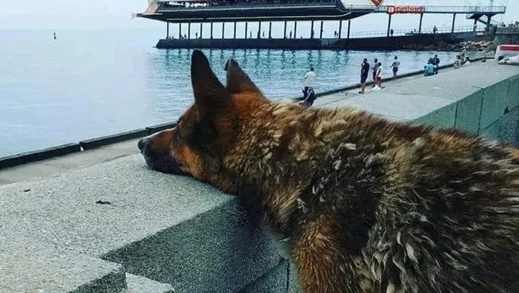 Addio Mukhtar, soprannominato l’Hachiko della Crimea, da 12 anni andava in riva al mare per aspettare che il suo proprietario scomparso ritornasse