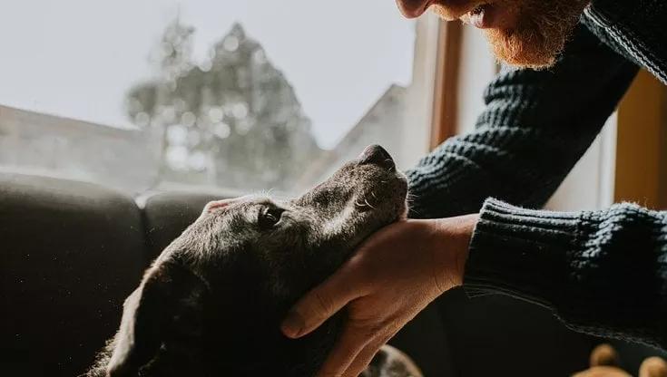 Il proprietario decide di uscire dalla stanza prima dell’eutanasia, il suo cane lo insegue. Il veterinario blocca il proprietario: “Non lasciatelo solo mentre sale sul Ponte dell’Arcobaleno”