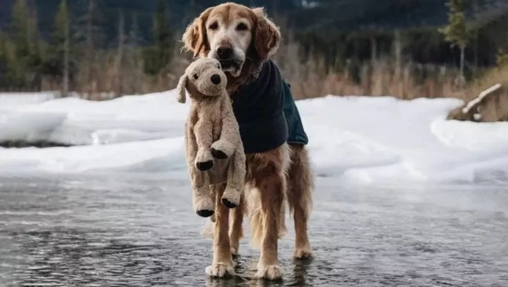 La toccante storia del cane Gumbo e del suo miglior amico, peluche-sosia Shrimp, dal suo peluche Gumbo non si separa mai