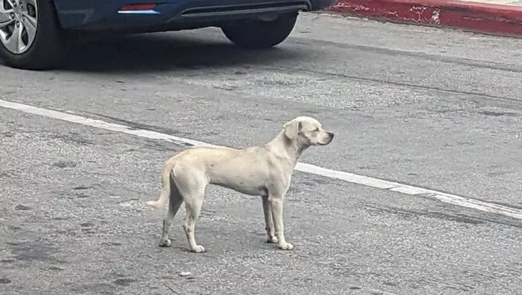 Cagnolina aspetta 10 giorni fuori l’ospedale, sfidando anche l’uragano, il suo padrone che però non rivedrà più