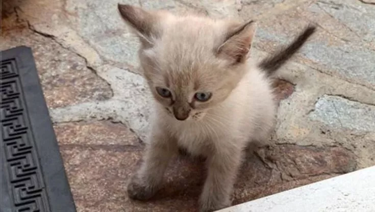 Fedeltà Felina, la storia di un gatto abbandonato che per oltre un anno ha atteso nello stesso luogo il ritorno del suo padrone