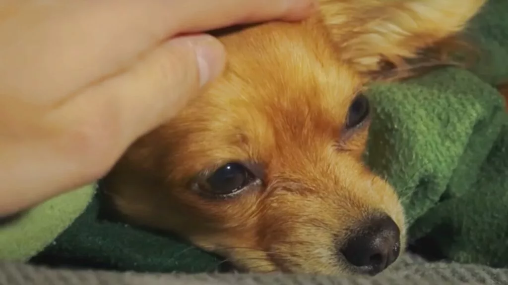 Cagnolino molto affettuoso viene adottato 7 volte, ma ogni volta viene , dopo un po’, riportato al rifugio, volontaria vuol scoprire il perché