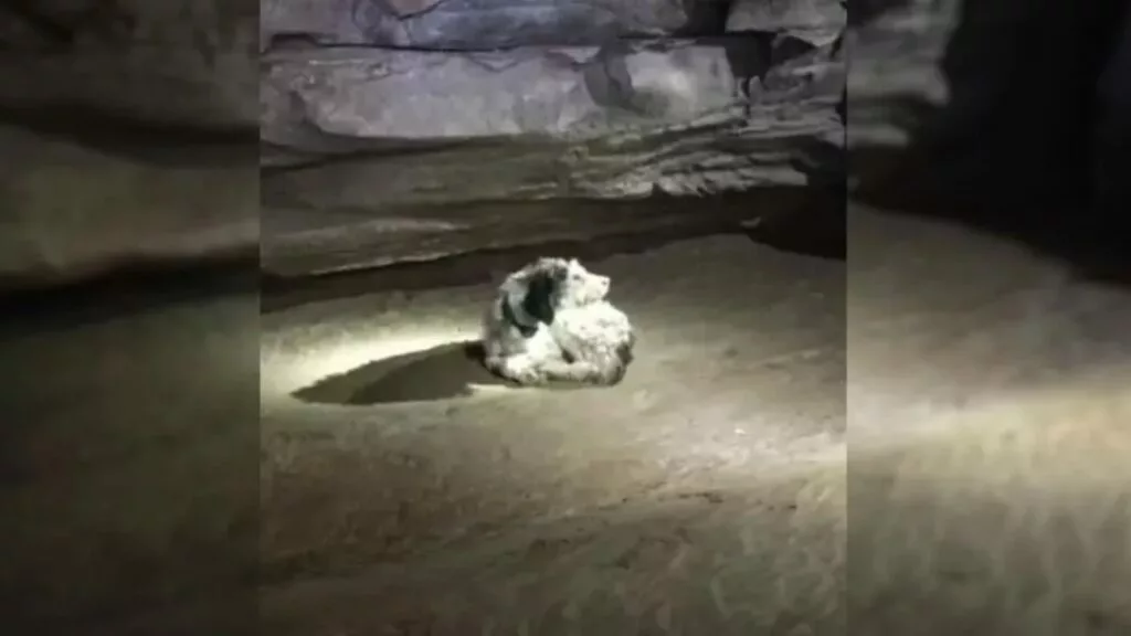 Cucciolo scompare nel nulla, dopo due mesi viene ritrovato casualmente in una grotta da speleologi