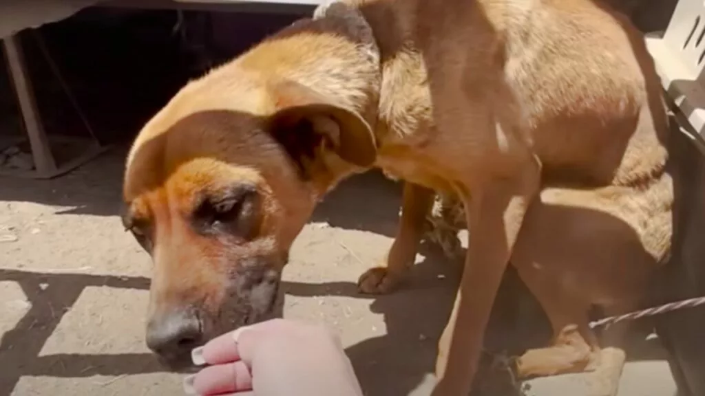 Cane legato per giorni a una roulotte, appena liberato impazzisce di gioia e perdona i responsabili