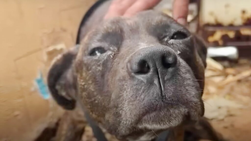 Cane randagio paralizzato viene soccorso da una donna che fa di tutto per farlo tornare a camminare