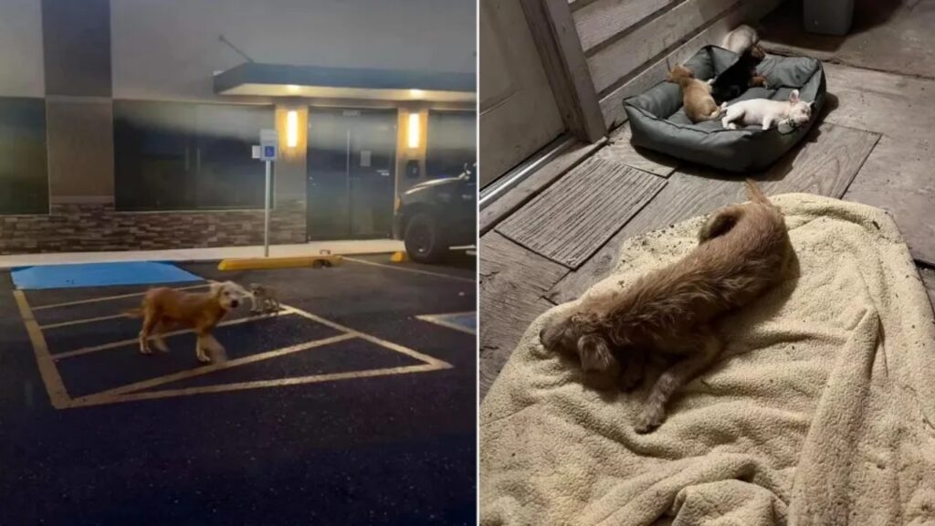 Cane anziano randagio capisce che tre cuccioli non suoi sono i pericolo e li salva