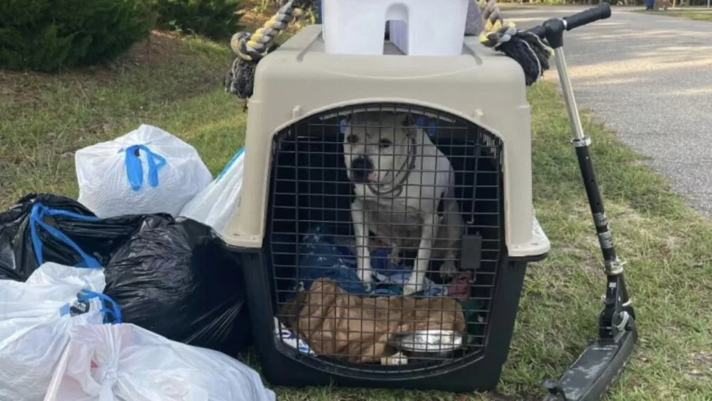 Cane viene abbandonato in mezzo alla spazzatura, chiuso nel suo trasportino