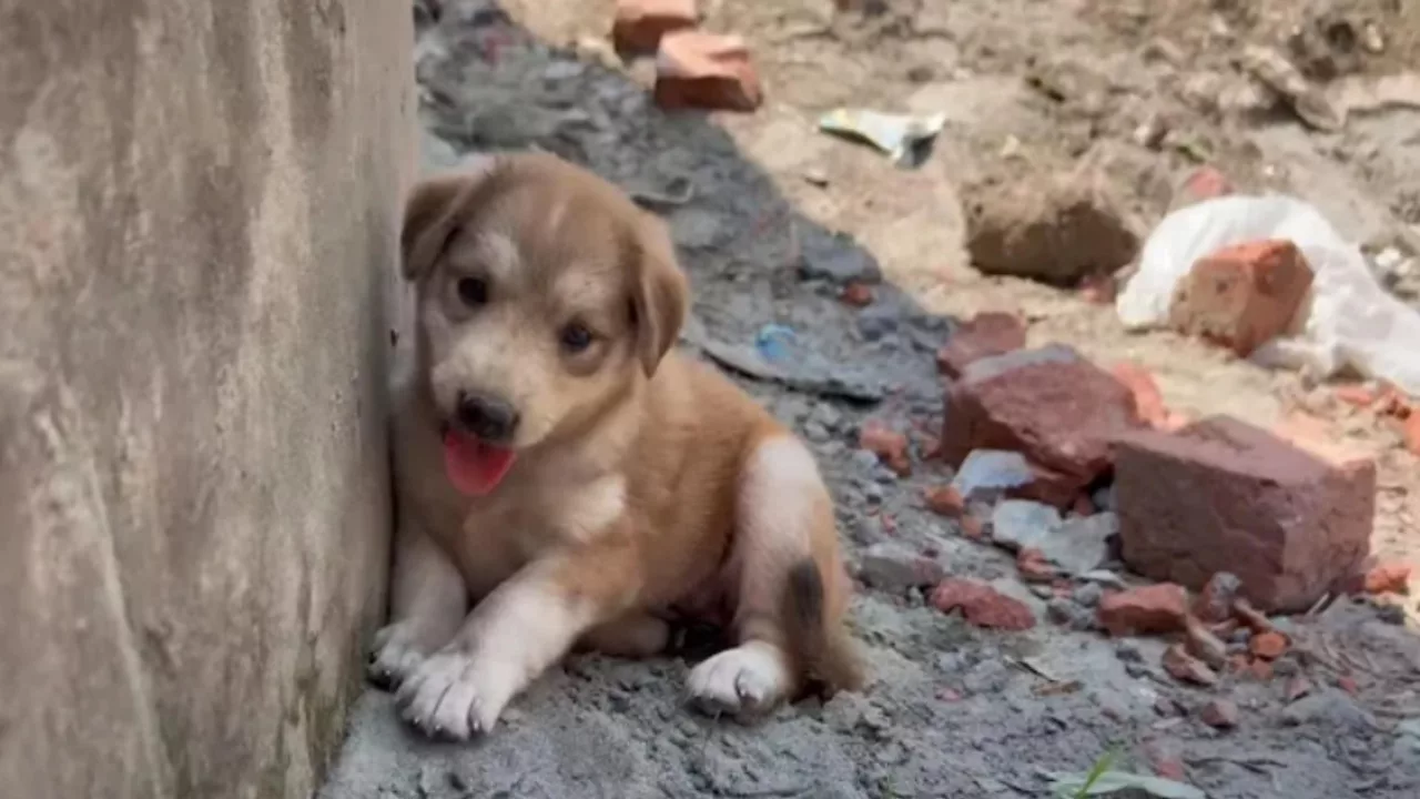 Cucciolo orfano abbandonato in un luogo isolato, la prima volta che vede l’uomo ha tanta paura