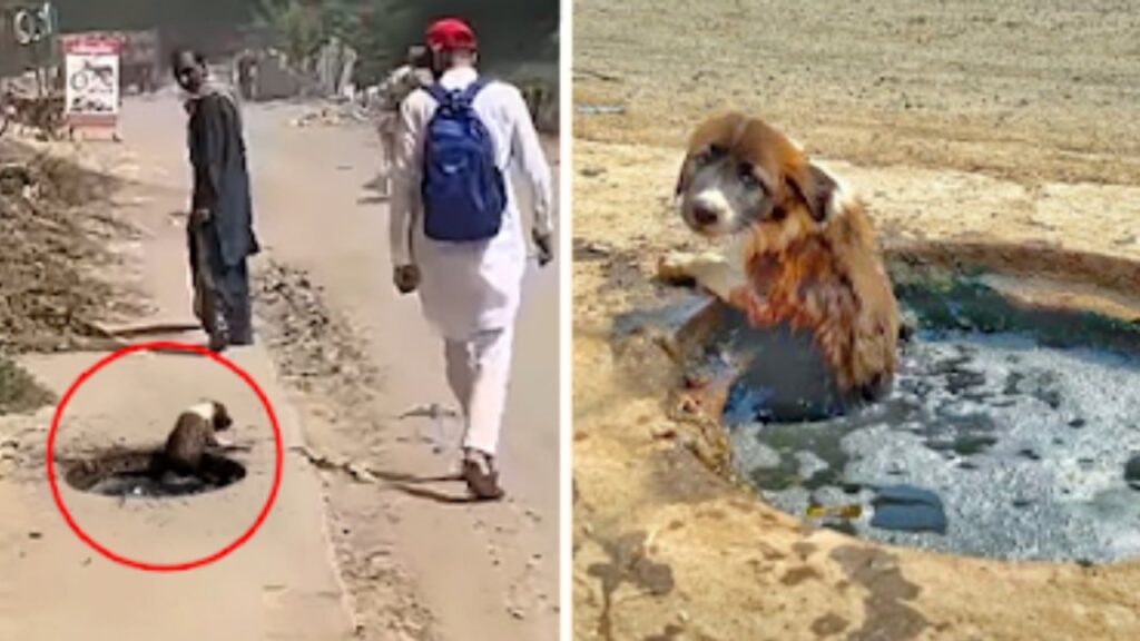 Un cucciolo abbandonato cade in un tombino, nessun passante si ferma per soccorrerlo