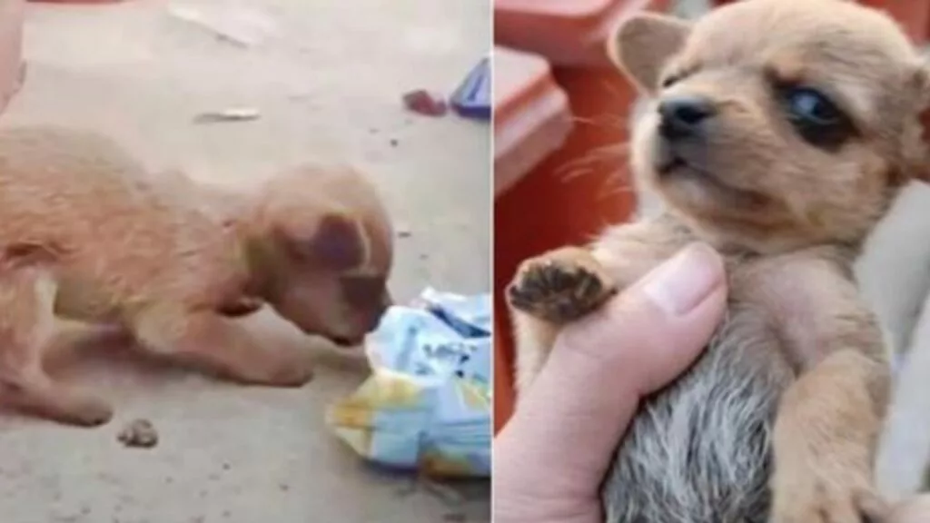 Cagnolino di pochi mesi, abbandonato tra i rifiuti cerca di nutrirsi con le briciole di un pacco di patatine