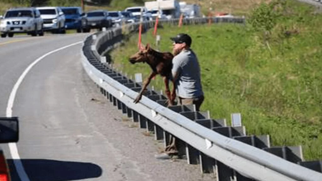 Cucciolo di Alce aiutato da un uomo per attraversare l’autostrada e raggiungere la mamma