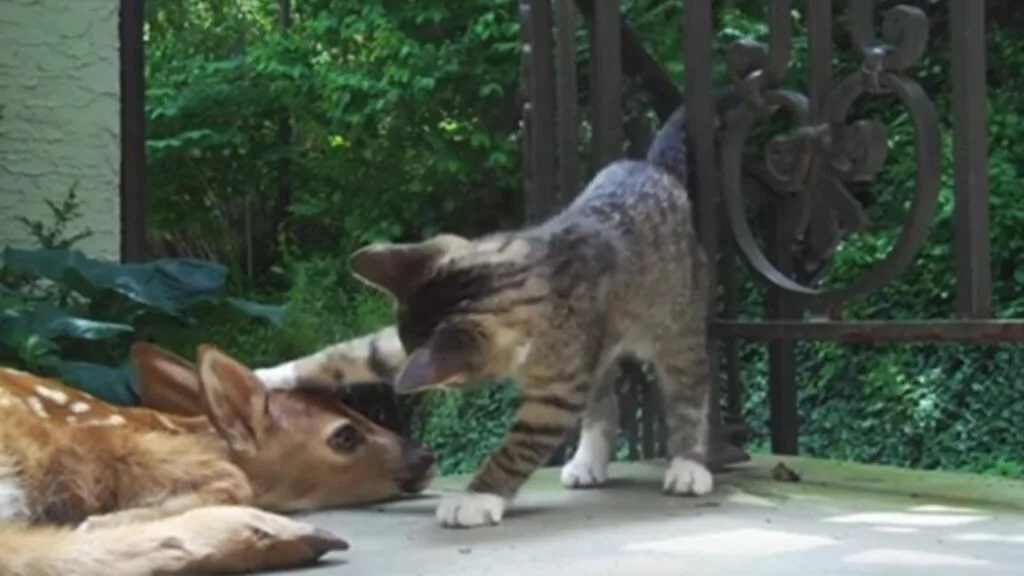 Ta un gattino e un cucciolo di cervo trovato nel cortile nasce una tenera amicizia, quando si ritrovano impazziscono di gioia