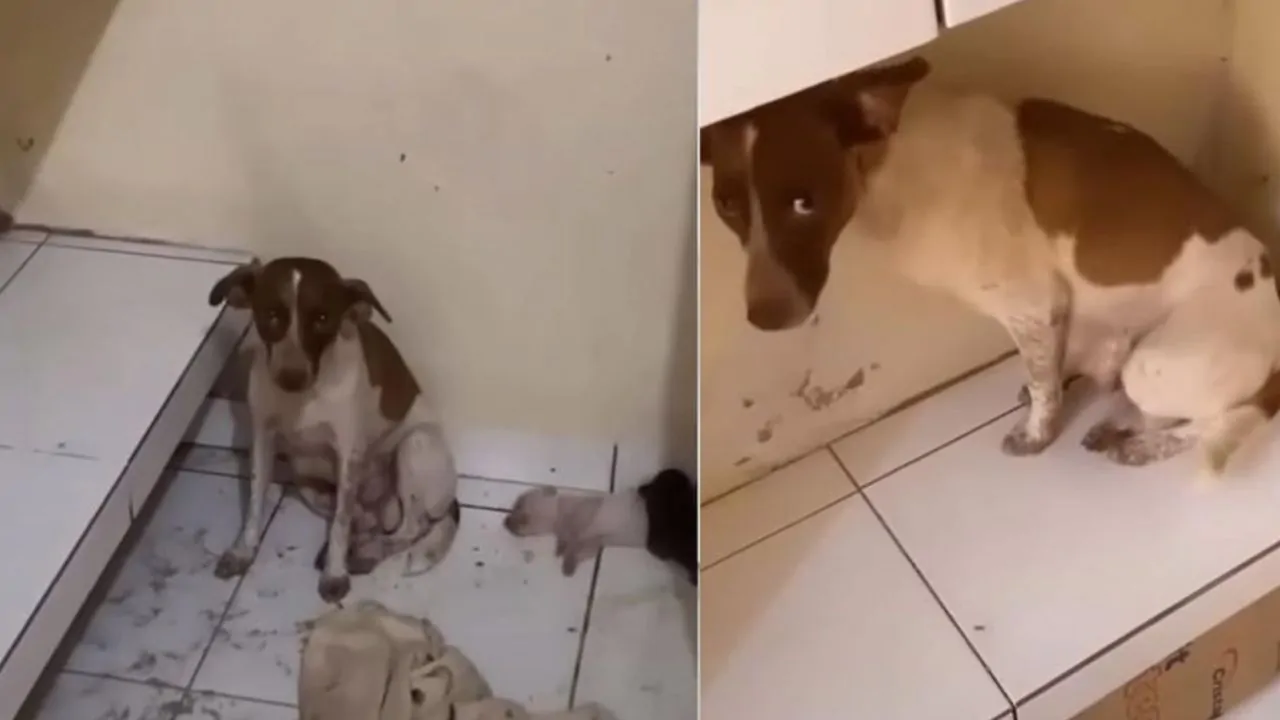 La dolce cagnolina abbandonata ha fatto di tutto per difendere i suoi amati cuccioli