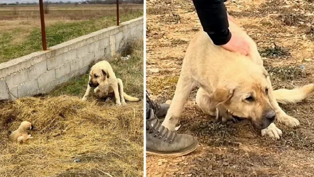 Mamma cagnolina protegge in tutti i modi l’ultimo suo cucciolo che le è rimasto