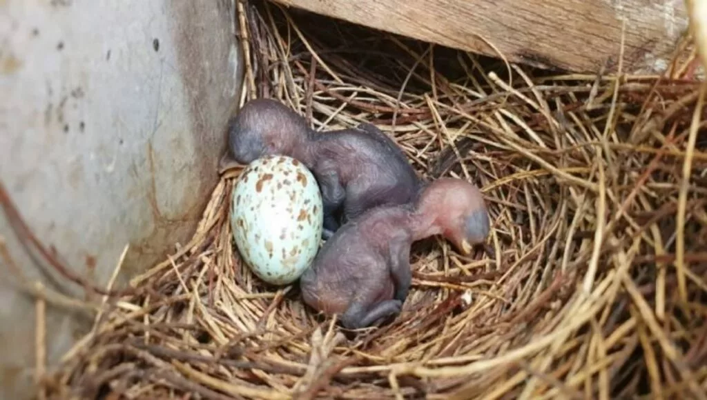 Villaggio indiano decide di rimanere al buio per proteggere un nido di pettirosso