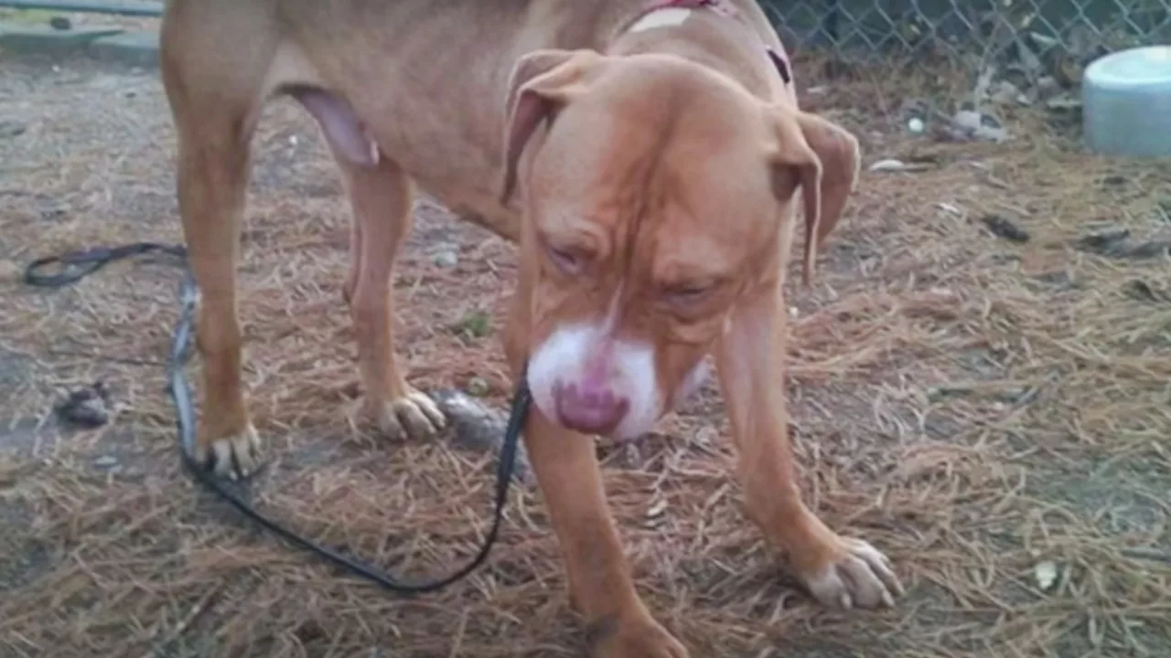 La storia di Finn, Pitbull ritrovato con bruciature di sigarette su tutto il corpo, dopo molto tempo torna ad avere fiducia nell’uomo