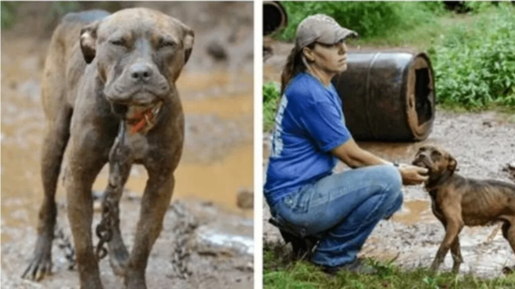 Cane legato, malnutrito e utilizzato per combattimenti illegali, per la prima volta conosce l’amore umano