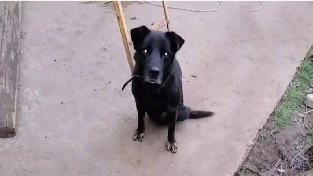 Cane torna a camminare grazie alla sua proprietaria che non ha mai smesso di credere in lui