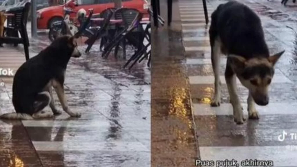 Cane ritrova la sua padrona dopo averla aspettata per molto tempo