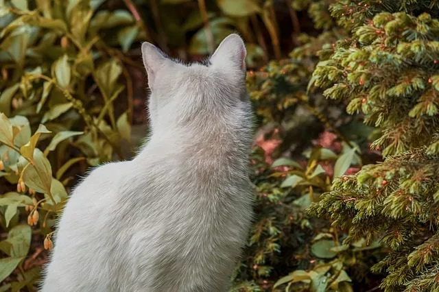 Pioggia, gatta per 12 giorni veglia la padrona morta senza né cibo né acqua