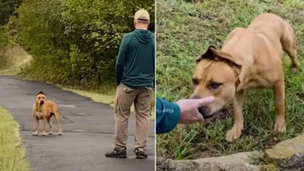 Una famiglia si trasferisce di casa e nelle vicinanze trova un cagnolino randagio che somiglia a Scooby Doo, decidono di adottarlo