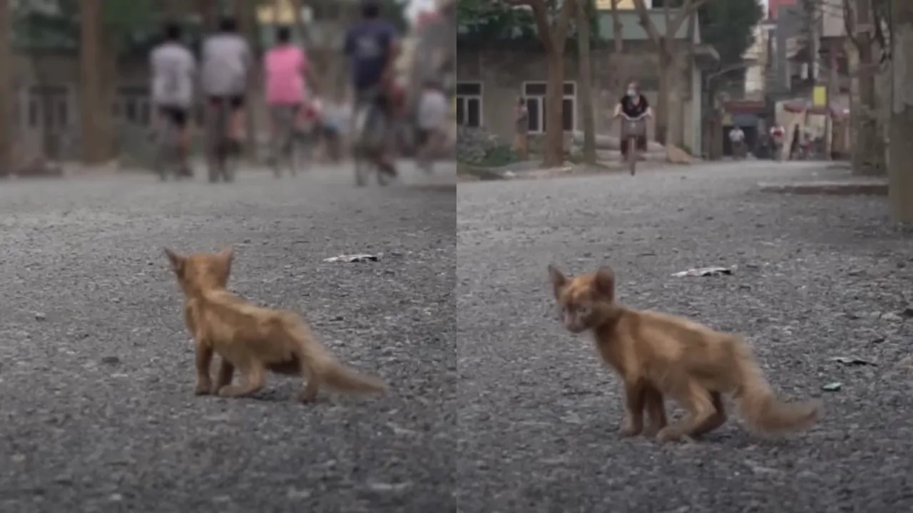 Sembrava fosse invisibile, una gattina per giorni è rimasta vicino a una scuola ma nessuno le si era avvicinato