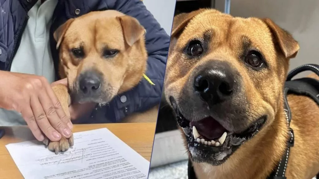 Rex e il contratto d’amore, azienda firma impegno di cura per bellissimo cucciolo randagio