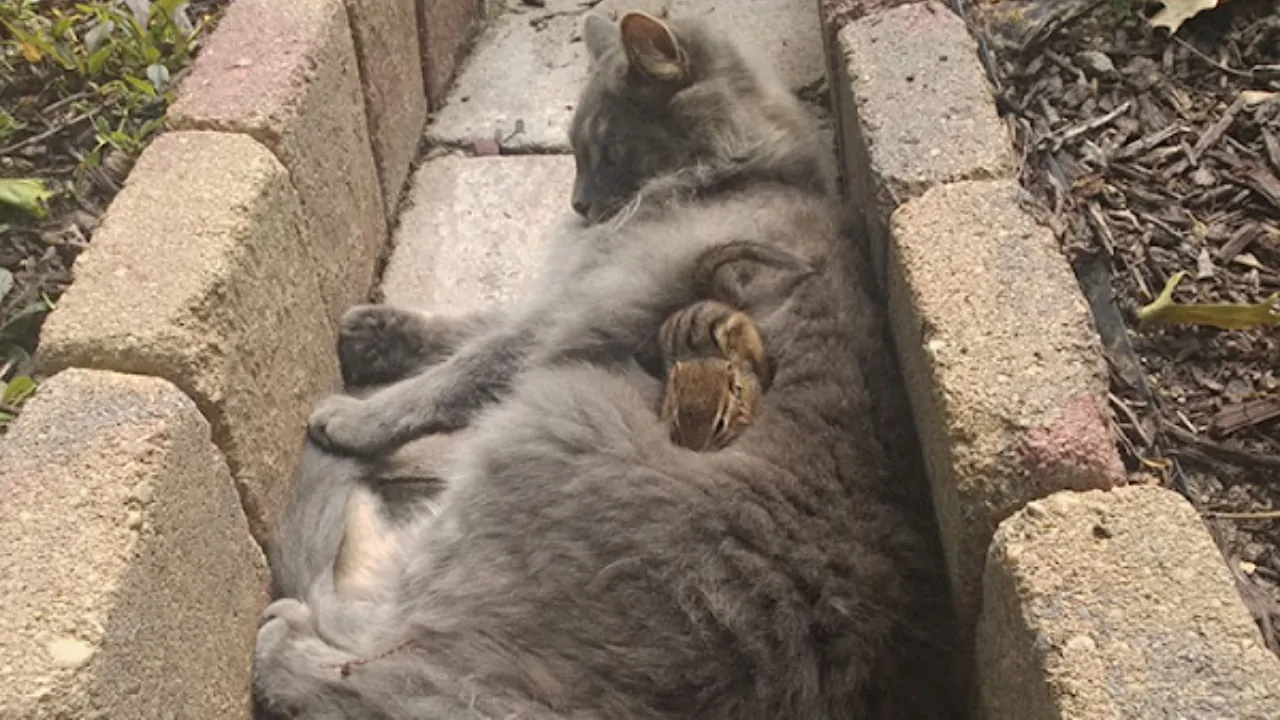 L’amicizia tra un gatto e uno scoiattolo, i due sono diventati inseparabili