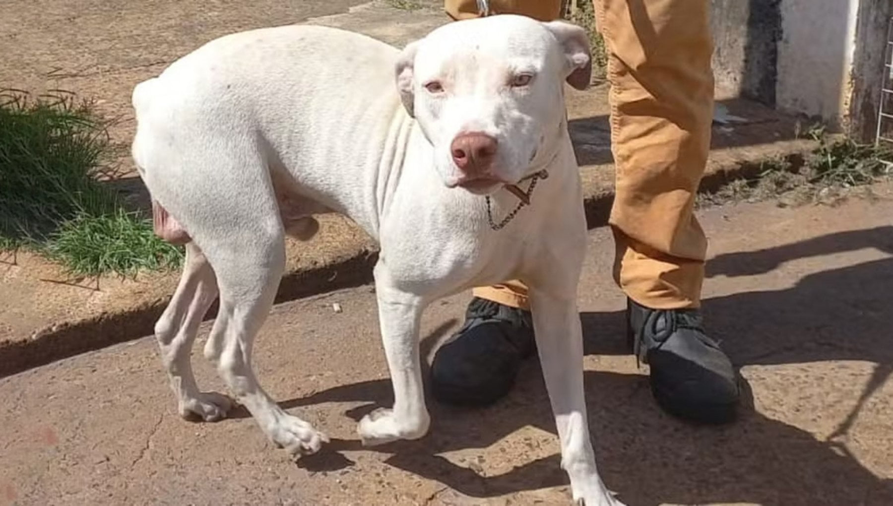 Thor, il cane che salva la famiglia da incendio e poi scompare