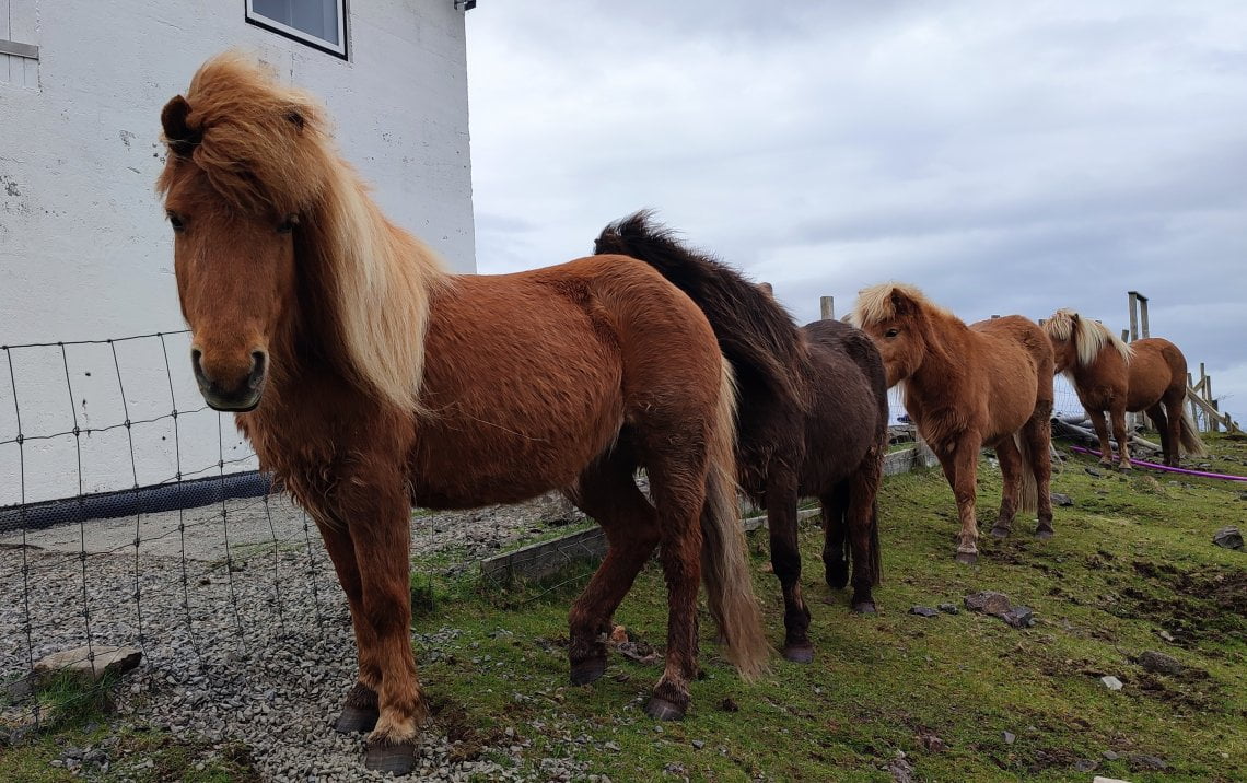 A rischio di estinzione: i cavalli delle Faroe