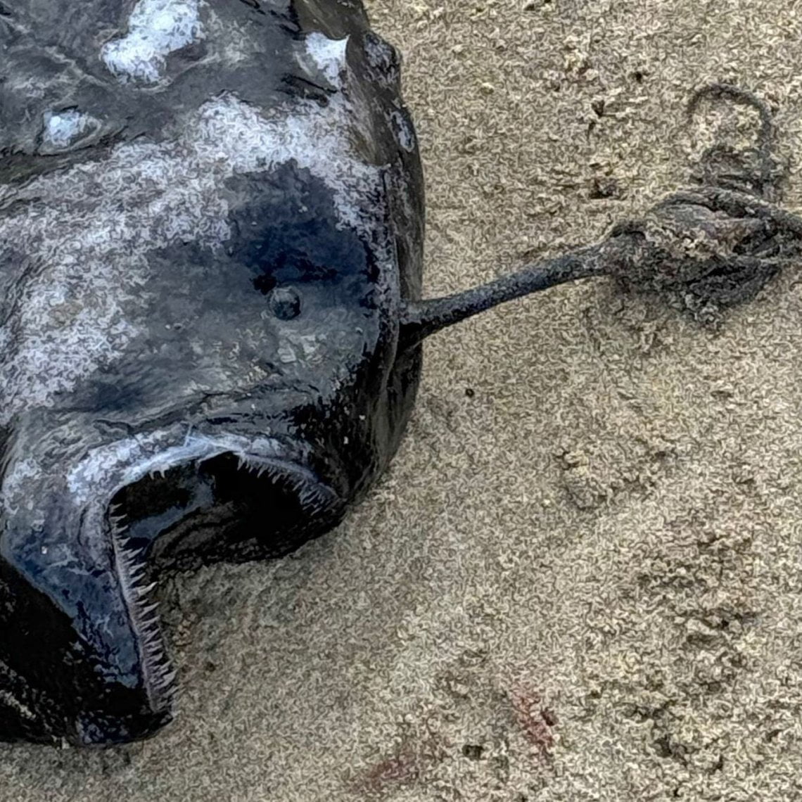 Scoperta spettacolare, pesce mostruoso raro e quasi mai visto, trovato su una spiaggia