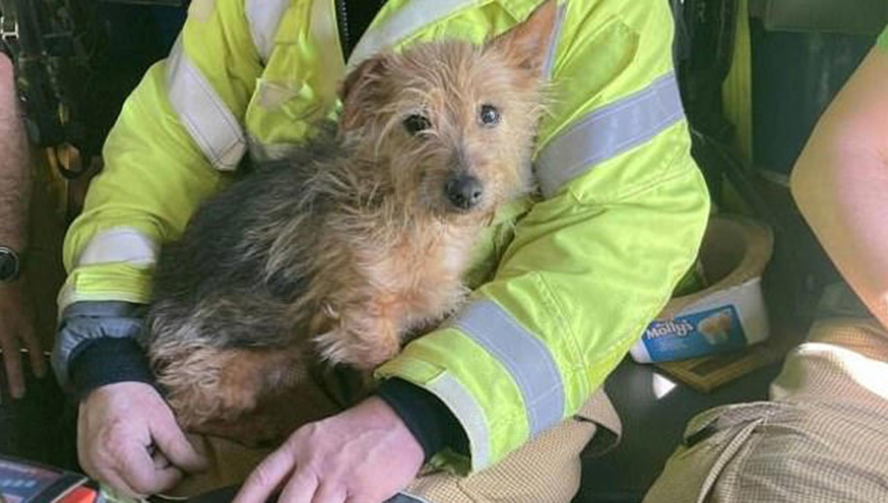 Fenix, il cane disabile che “danza” e porta gioia ovunque: la sua storia