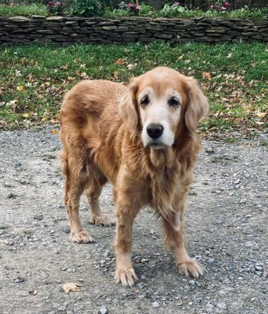 La storia di Sophia: cane abbandonato a 14 anni, 6 mesi d’amore in un castello