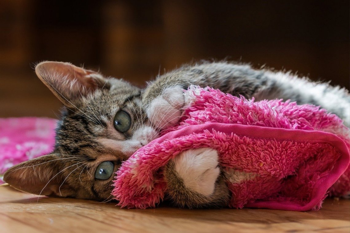 Nicolino il gatto scomparso: proprietario ritrova dopo diffusione volantini