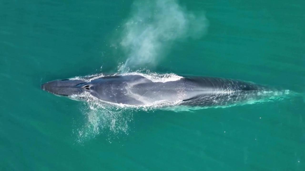 Riapparizione della balenottera boreale in Patagonia dopo quasi un secolo