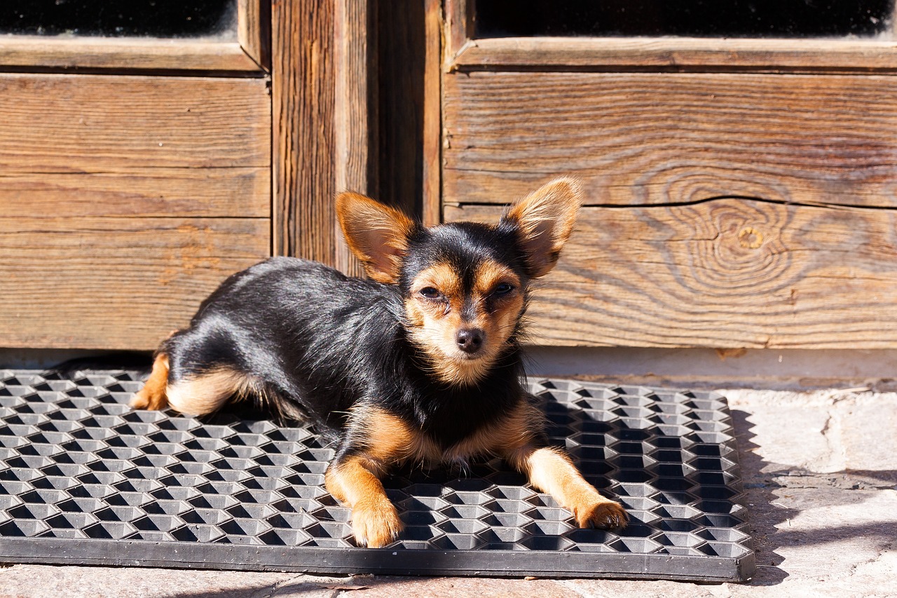 Wolfie: il cane con il cambio di nome a seguito della sua natura mannara