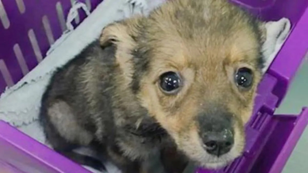 Un cucciolo abbandonato in mezzo ai rifiuti viene salvato e trasportato in rifugio, dove inizia la sua trasformazione grazie all'amore di un volontario.