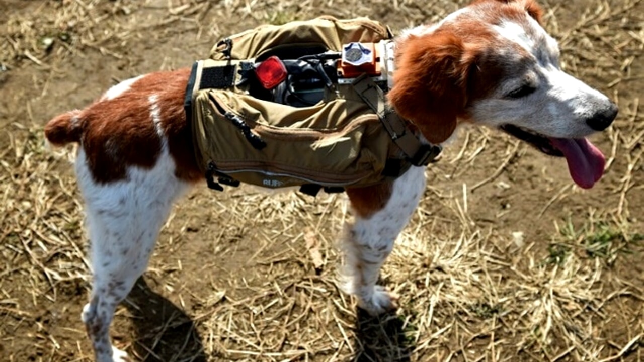 Giubbotto tecnologico per cani da soccorso facilita le operazioni di salvataggio