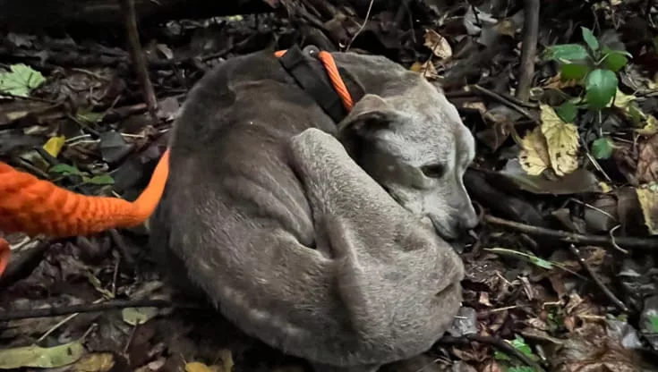 il salvataggio di Matlock, il cane denutrito trovato nei boschi, “Portato via in braccio per chilometri”