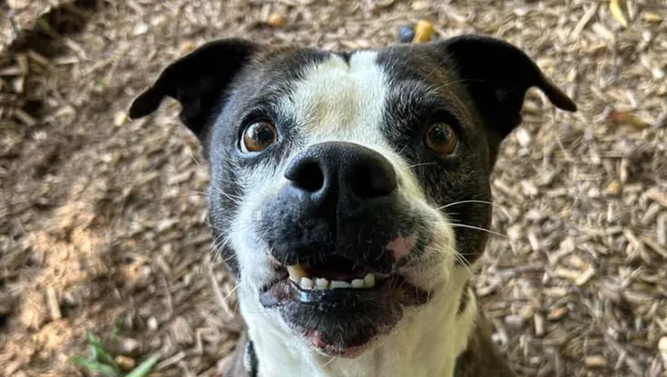 Queenie: la lunga attesa di un cane speciale, ora finalmente a casa dopo 801 giorni in canile