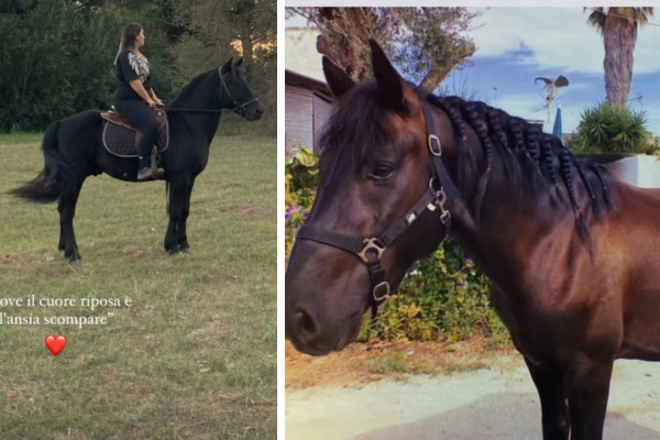 Disperata ricerca: scomparso il cavallo di Francesca, l’appello, “Capiva tutto e mi voleva un bene dell’anima”