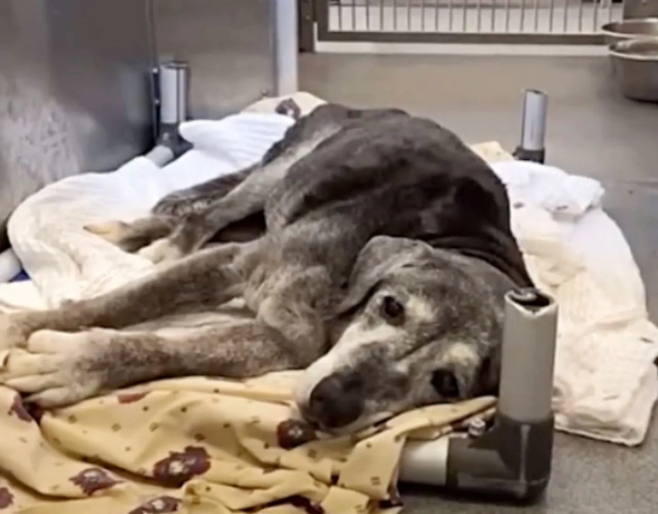 Cane abbandonato a 19 anni trova amore in nuova famiglia negli ultimi mesi di vita