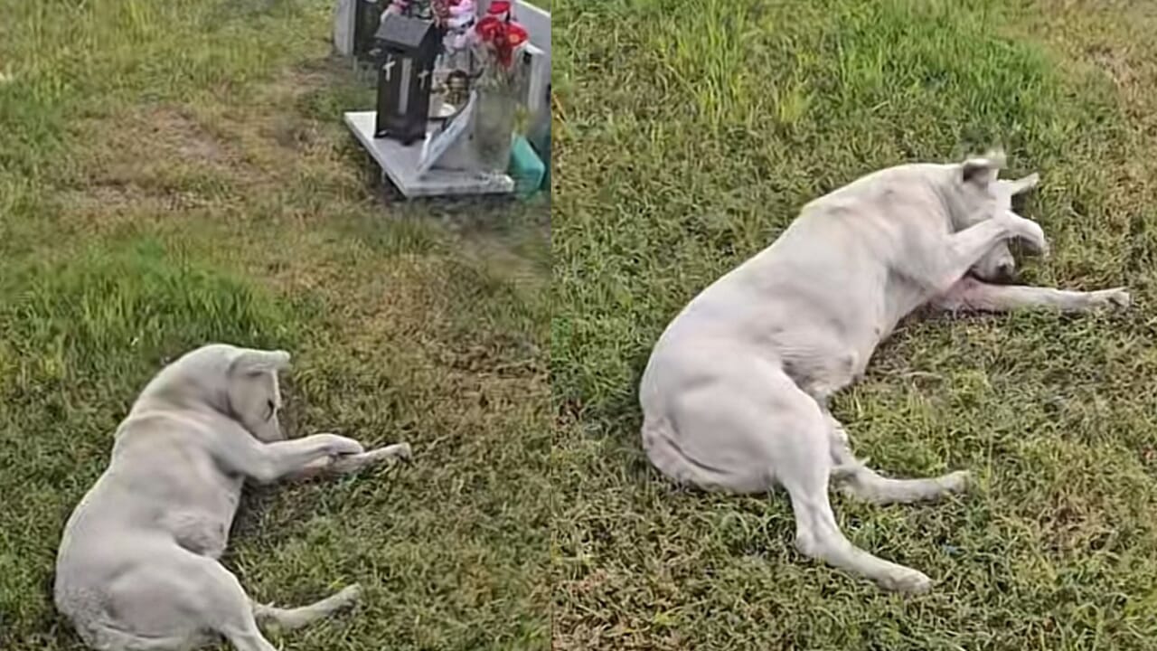 A Castel Volturno, un cane torna quotidianamente al cimitero, fedele all’ex guardiano che lo aveva cresciuto e che ora non c’è più.