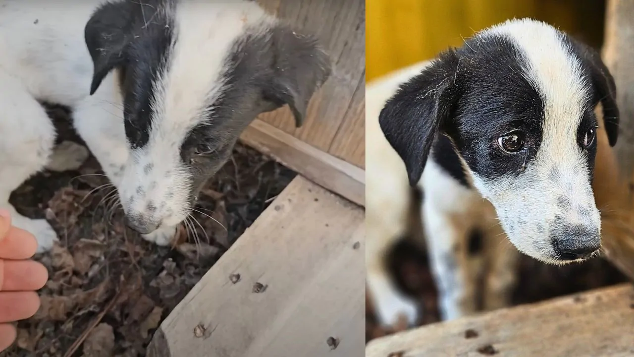 Cucciolo di cane implora passanti per aiuto